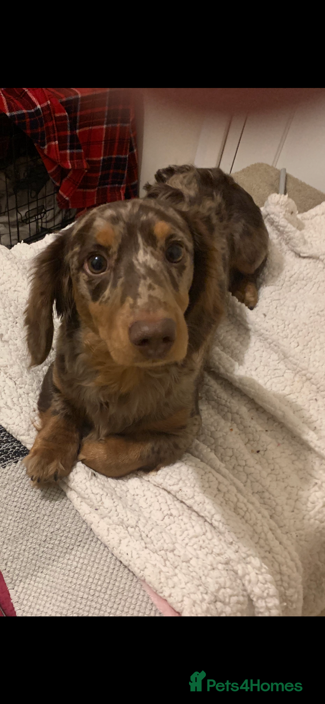 Dachshund dogs for stud: K.C reg. long hair dapple dachshund for STUD - Image 1