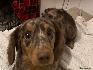 Dachshund dogs - Advert 12