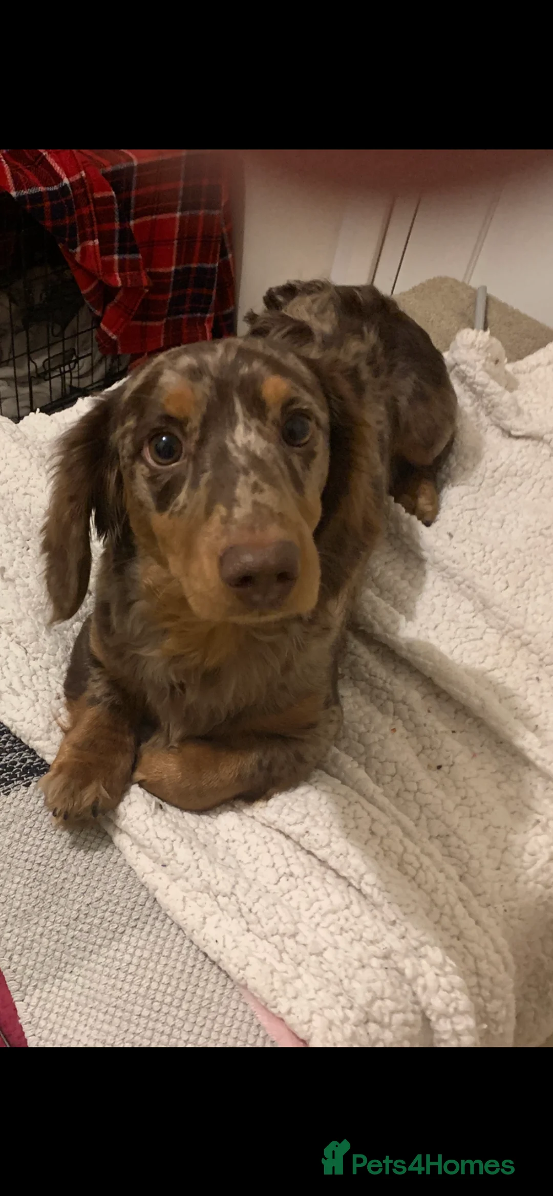 Dachshund dogs for stud: K.C reg. long hair dapple dachshund for STUD - Advert 1