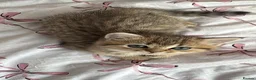 British Shorthair cats for sale: Gorgeous Pure Bred BSH Kitten - Advert 5