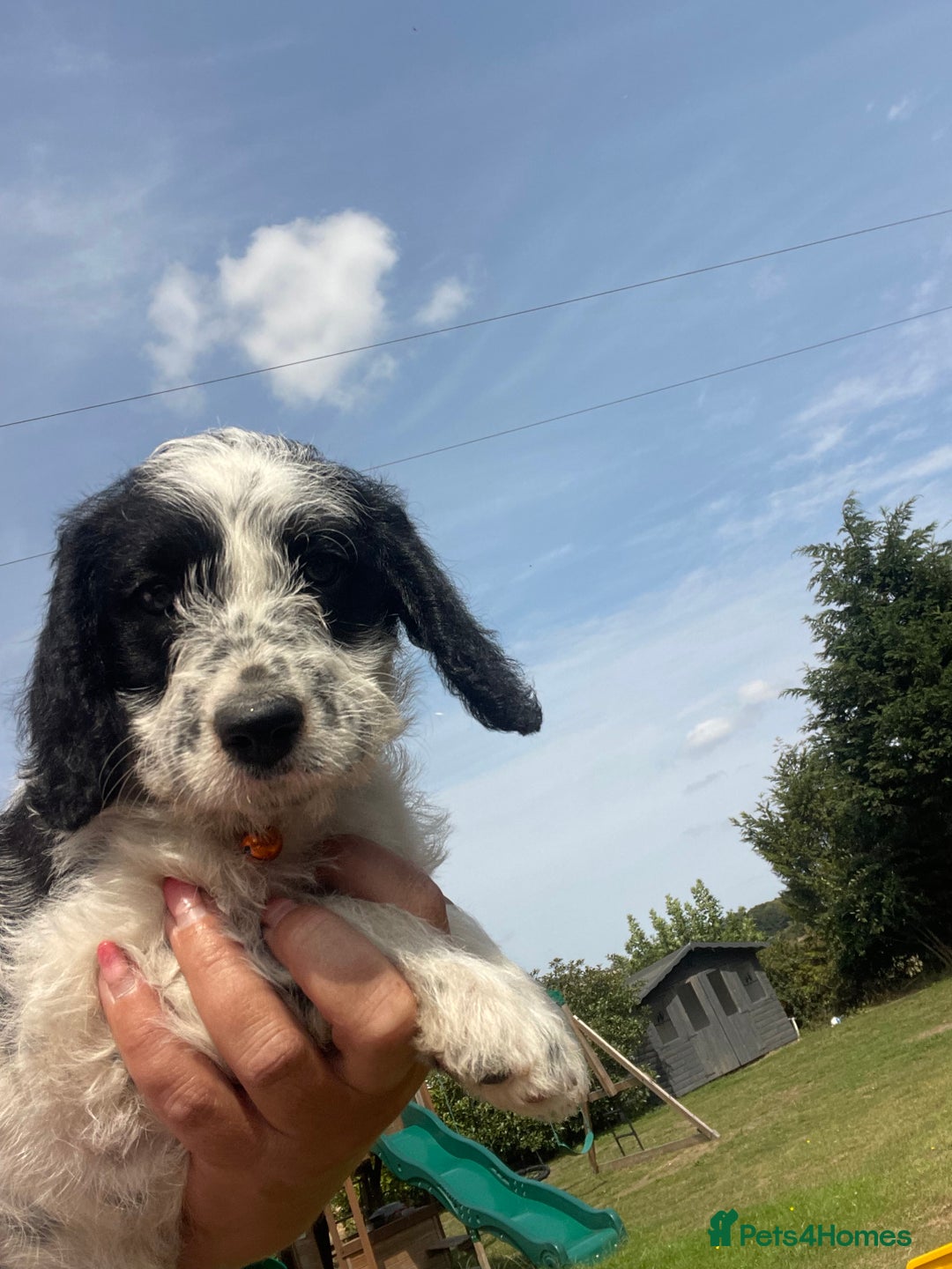 Mixed Breed dogs for sale: Last girl Ready to go Rare Dalmadoodle puppies 🏡 - Image 17