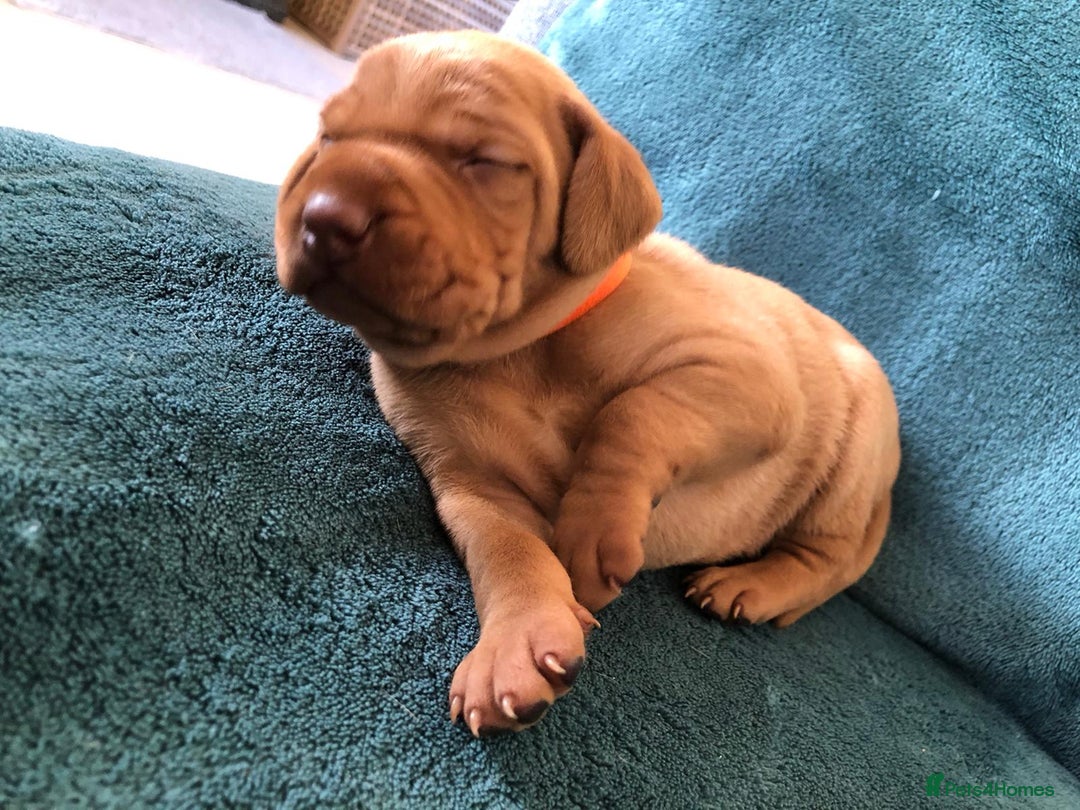 Hungarian Vizsla dogs for sale: Playfull and cheeky hungarian vizsla puppies  - Advert 31