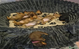 Dachshund dogs for sale: Dachshund Puppies for sale  - Image 3