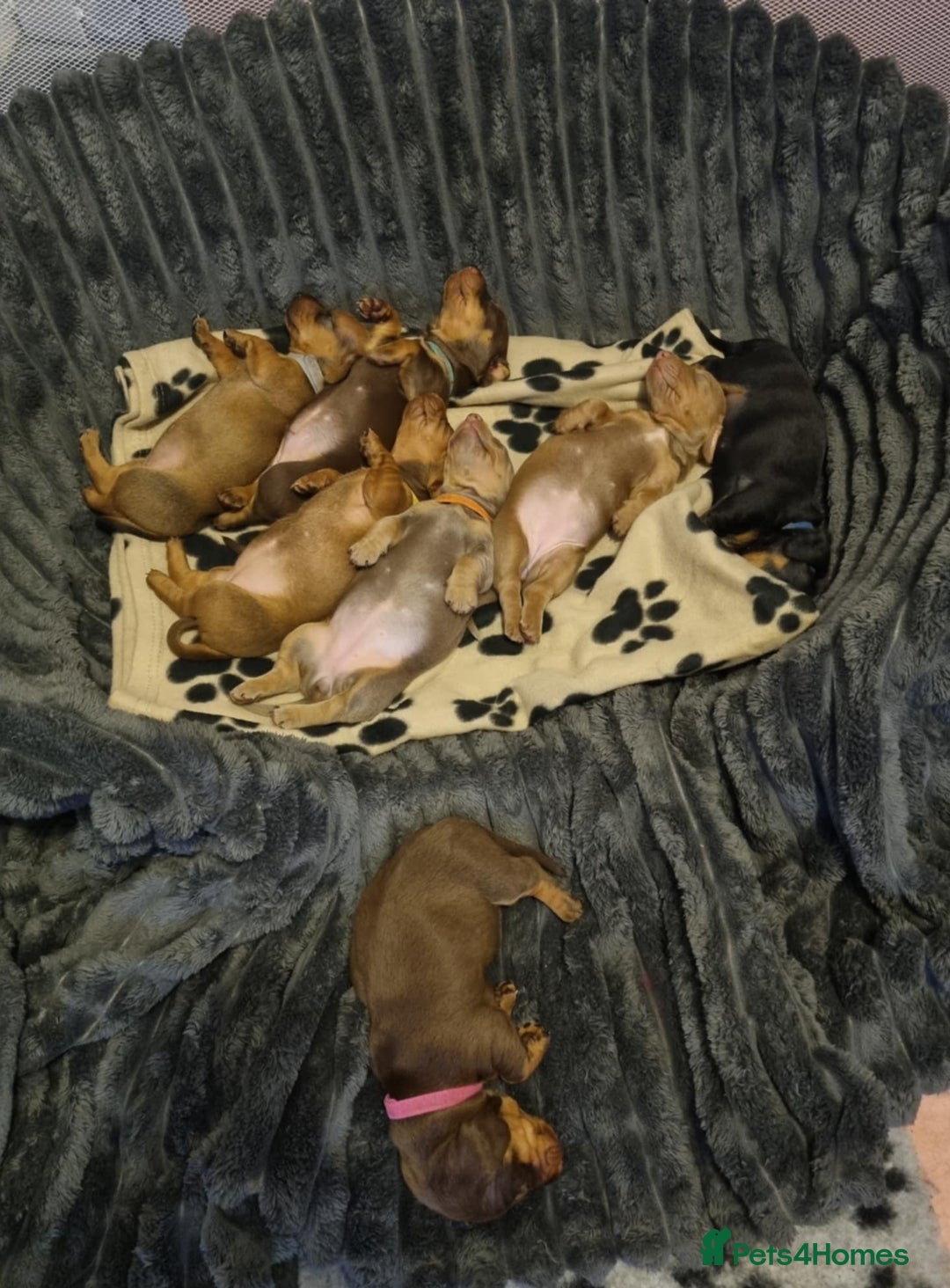 Dachshund dogs for sale: Dachshund Puppies for sale  - Image 3