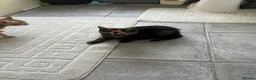Domestic Shorthair cats for sale: Tabby x kittens - Advert 7