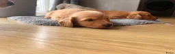 Miniature Dachshund dogs for sale: Miniature Long Haired Dachshund  - Advert 19