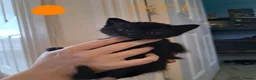 Mixed Breed cats for sale: Adorable black and black and grey tabbys.  in Somerton - Advert 5