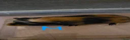 Guinea Pig rodents for sale: Baby guinea pigs - Advert 8