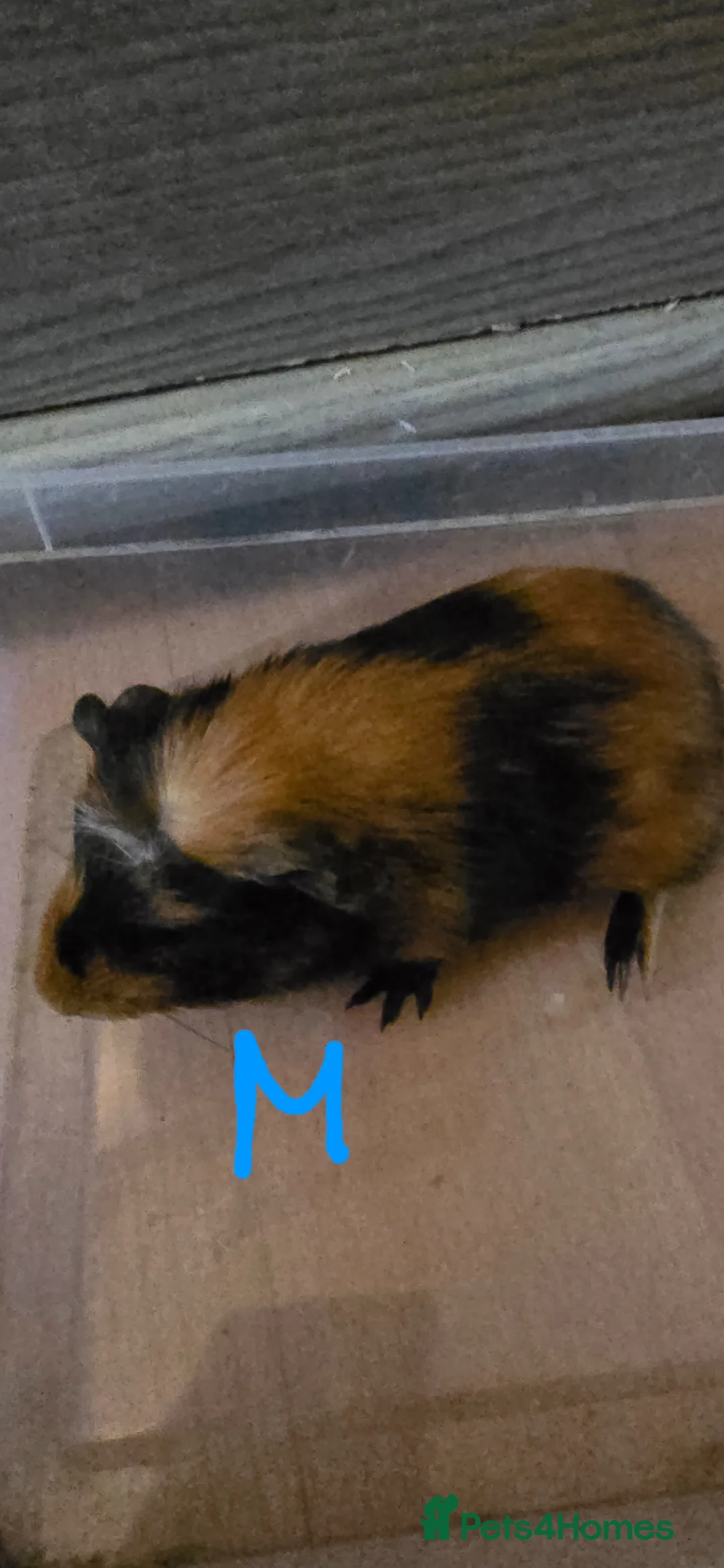 Guinea Pig rodents for sale: Baby guinea pigs - Advert 8