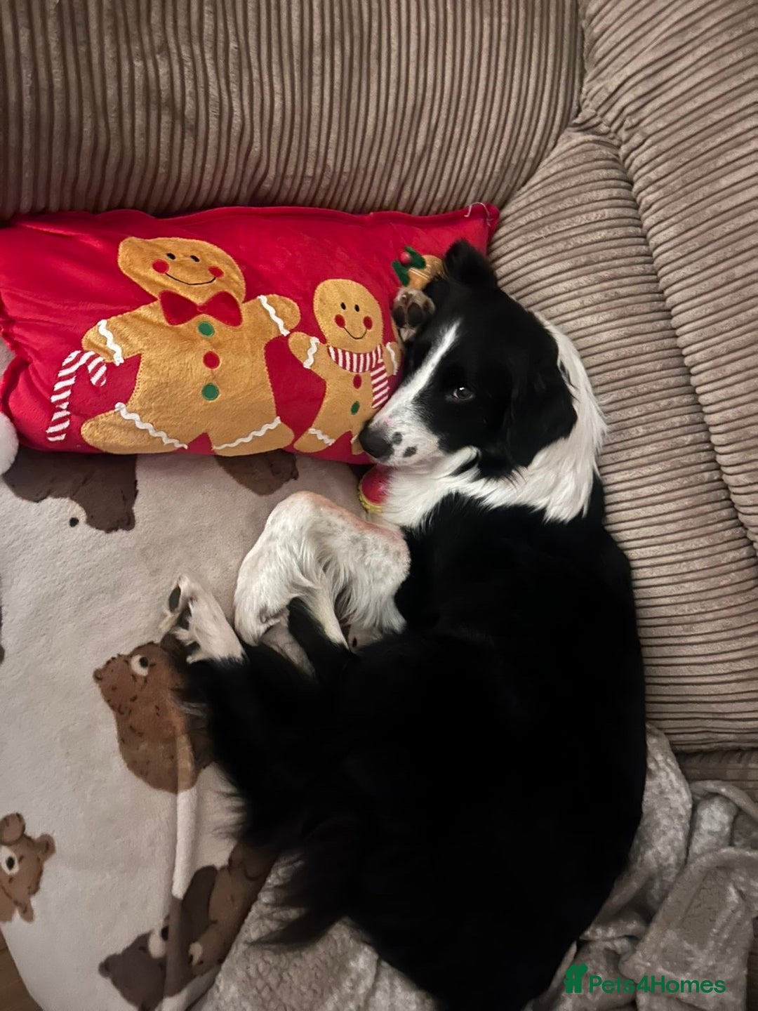 Border Collie dogs for sale: Sophie - The gorgeous Border Collie - Advert 2