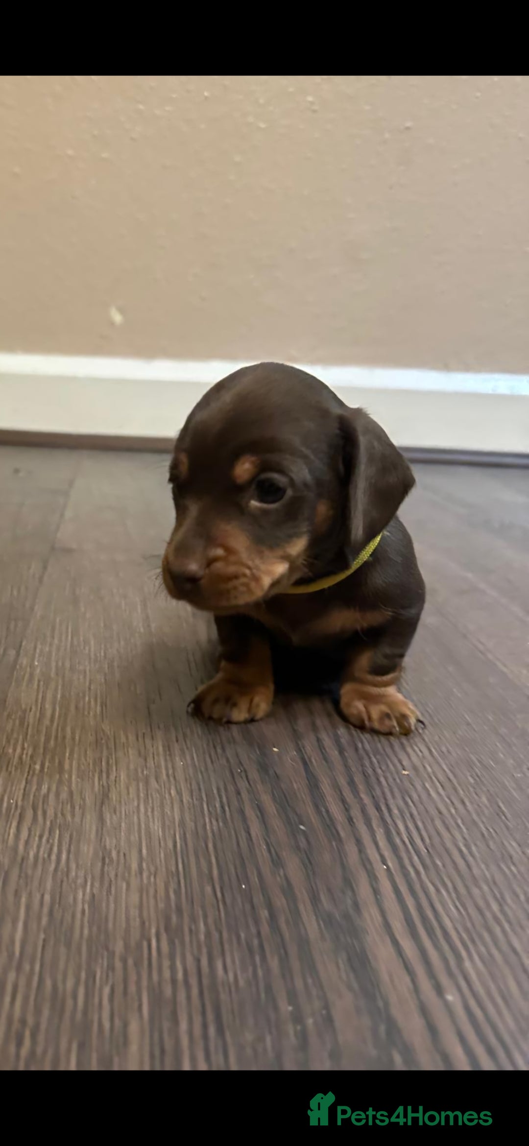 Miniature Dachshund dogs Beautiful chocolate & tan miniature dachshunds - Advert 17