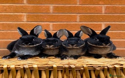 Rex rabbits for sale: Female & male otter mini rex  - Advert 1