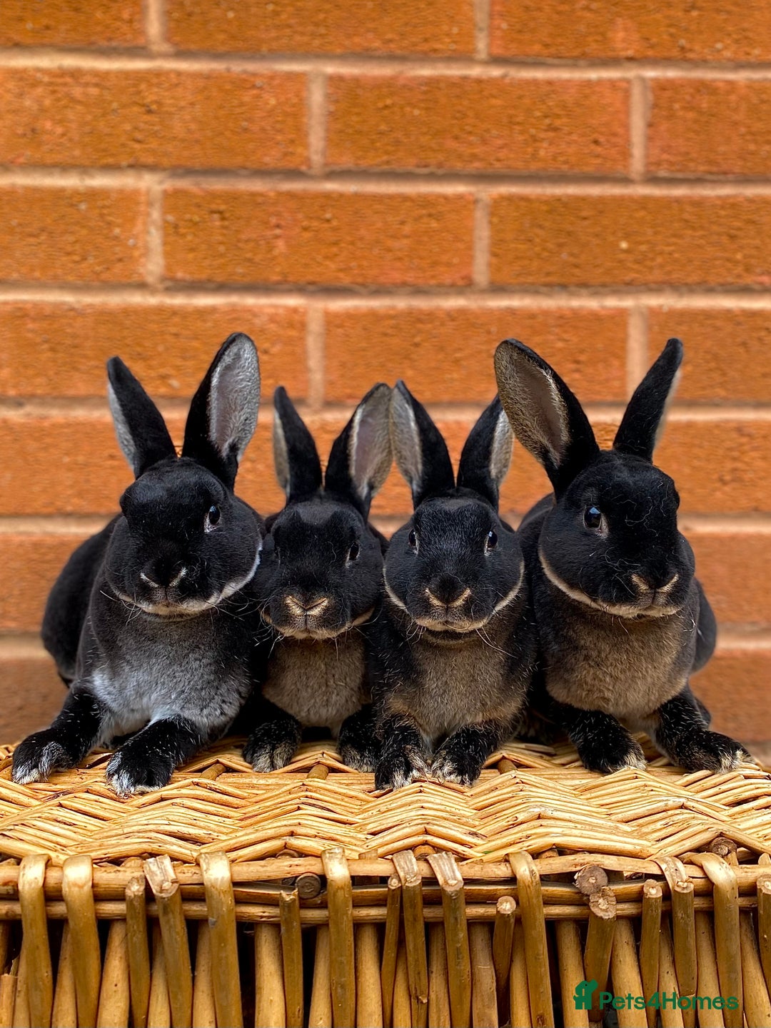 Rex rabbits for sale: Female & male otter mini rex  - Advert 1