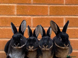 Rex rabbits Otter mini rex rabbits - Advert 19