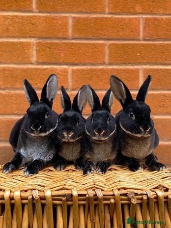 Rex rabbits - Advert 19