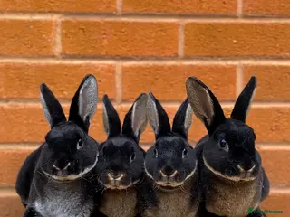 Rex rabbits Otter mini rex rabbits - Advert 7