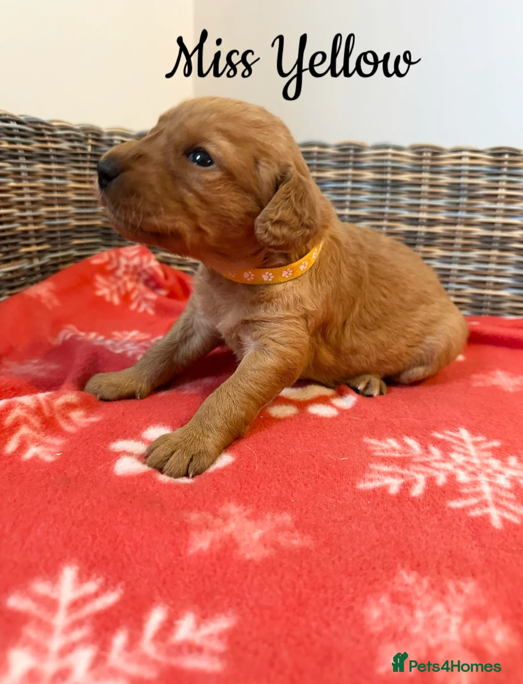 Labradoodle dogs for sale: ⭐️Fully Health Tested F1 Miniature Labradoodles⭐️ - Advert 7