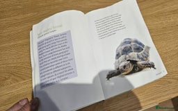 Tortoise reptiles for sale: 4YO (f) hermann & 3YO (f) spur tighed tortoise  - Image 15