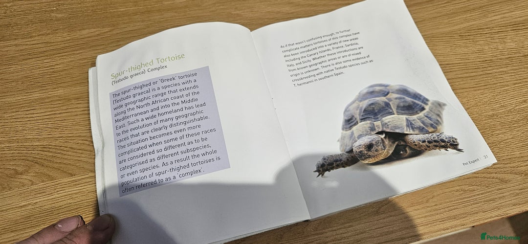 Tortoise reptiles for sale: 4YO (f) hermann & 3YO (f) spur tighed tortoise  - Image 15