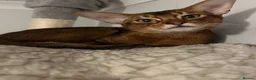 Abyssinian cats for sale: Truly amazing Abyssinian Charlie - Advert 2