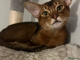 Abyssinian cats Truly amazing Abyssinian Charlie - Advert 7