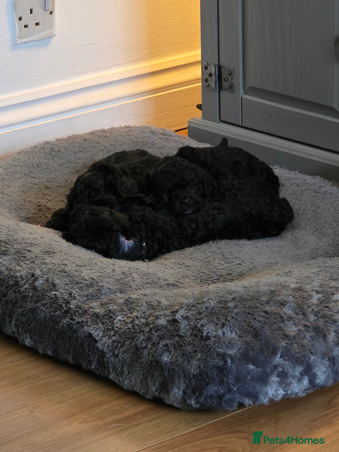 Cavapoochon dogs for sale: Cavapoochon  - Image 3