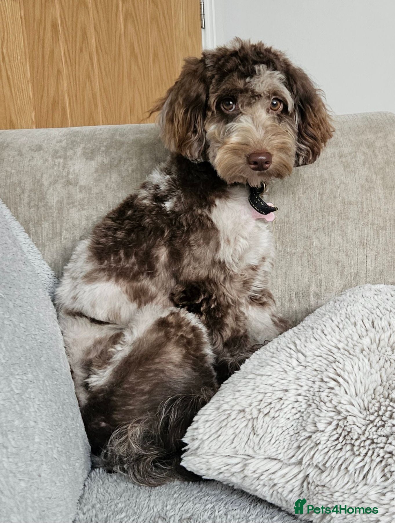 Cockapoo dogs F1b toy Cockapoo's waiting list - Advert 2