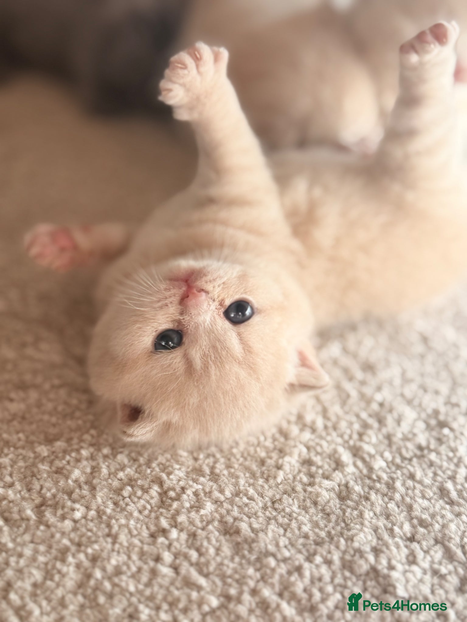 British Shorthair cats for sale: CREAM BRITISH SHORTHAIR MALE - GCCF REG - Advert 7