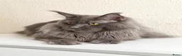 Maine Coon cats for stud: Active TICA Registered - Gentle, Friendle, Proven - Advert 3