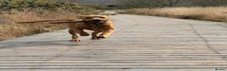 Labrador Retriever dogs for sale: Stunning KC Lab Pups- Sired By Woodruff Numero Uno - Advert 15