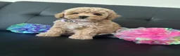 Maltipoo dogs for sale: 🐶 3 Gorgeous Toy Maltipoo Puppies For Sale 🐶 - Advert 20