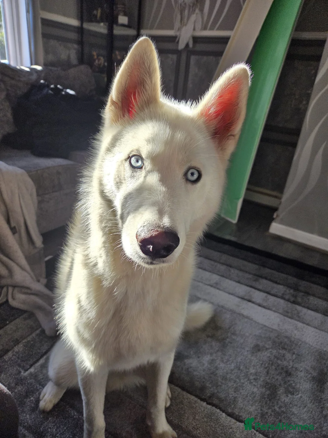 Siberian Husky dogs for sale: Looking to rehome in Wednesbury - Advert 1