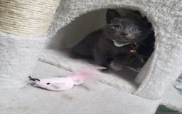 Mixed Breed cats for sale: Lovely Kittens 🤎 Grey 200, Tabby 130 - Image 3