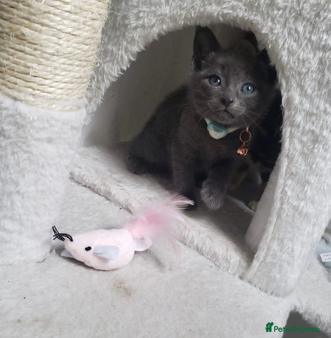 Mixed Breed cats for sale: Lovely Kittens 🤎 Grey 200, Tabby 130 - Image 3
