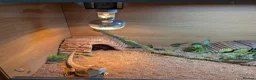 Bearded Dragon reptiles for sale: Bearded Dragon and Full set up in Walsall - Advert 7