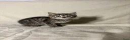 Mixed Breed cats for sale: 4 beautiful kittens now ready to leave - Advert 12