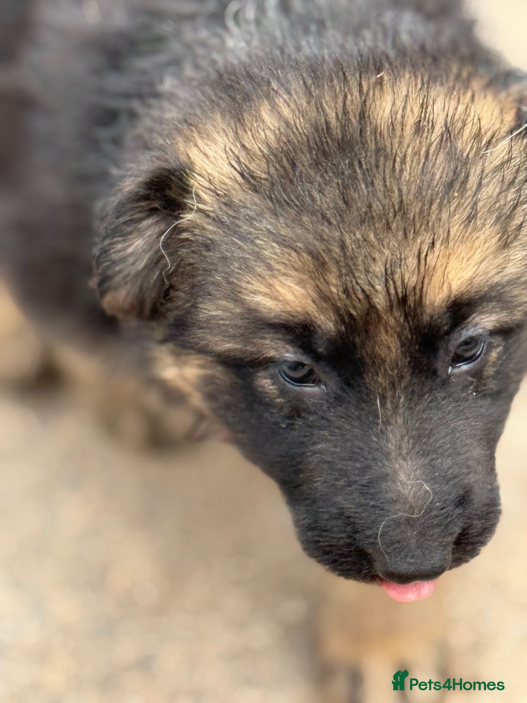 German Shepherd dogs for sale: Medium/long haired German shepherd puppies  - Image 16
