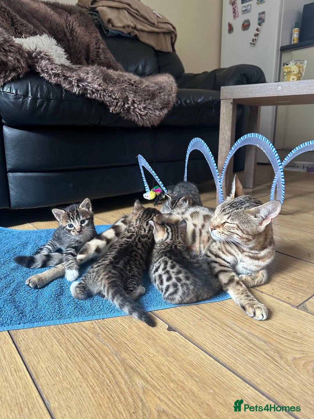 Bengal cats for sale: Half bengal kittens looking for their forever home - Image 10