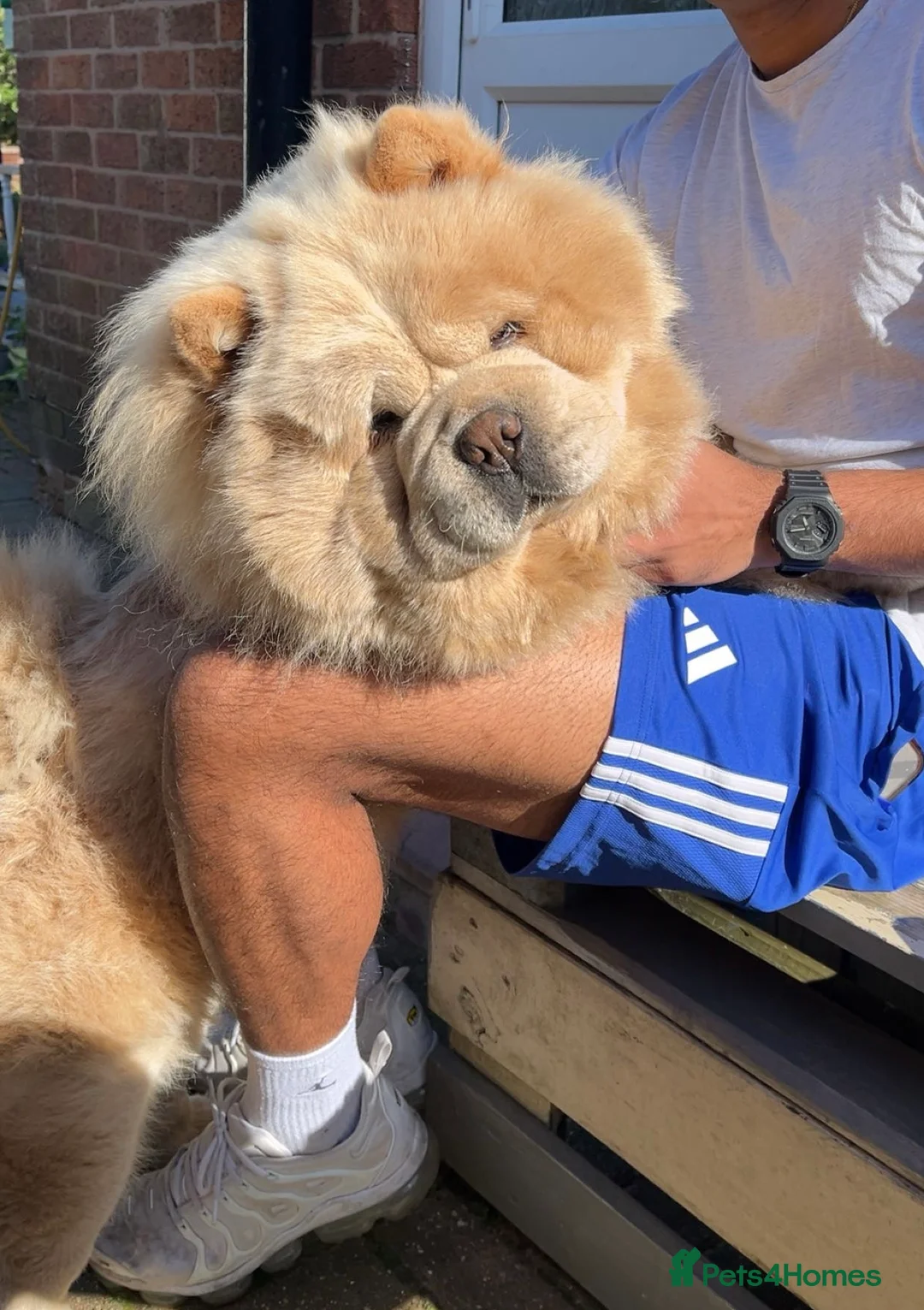Chow Chow dogs for stud: Stunning KC Chow Chow for STUD  in Leicester - Advert 2