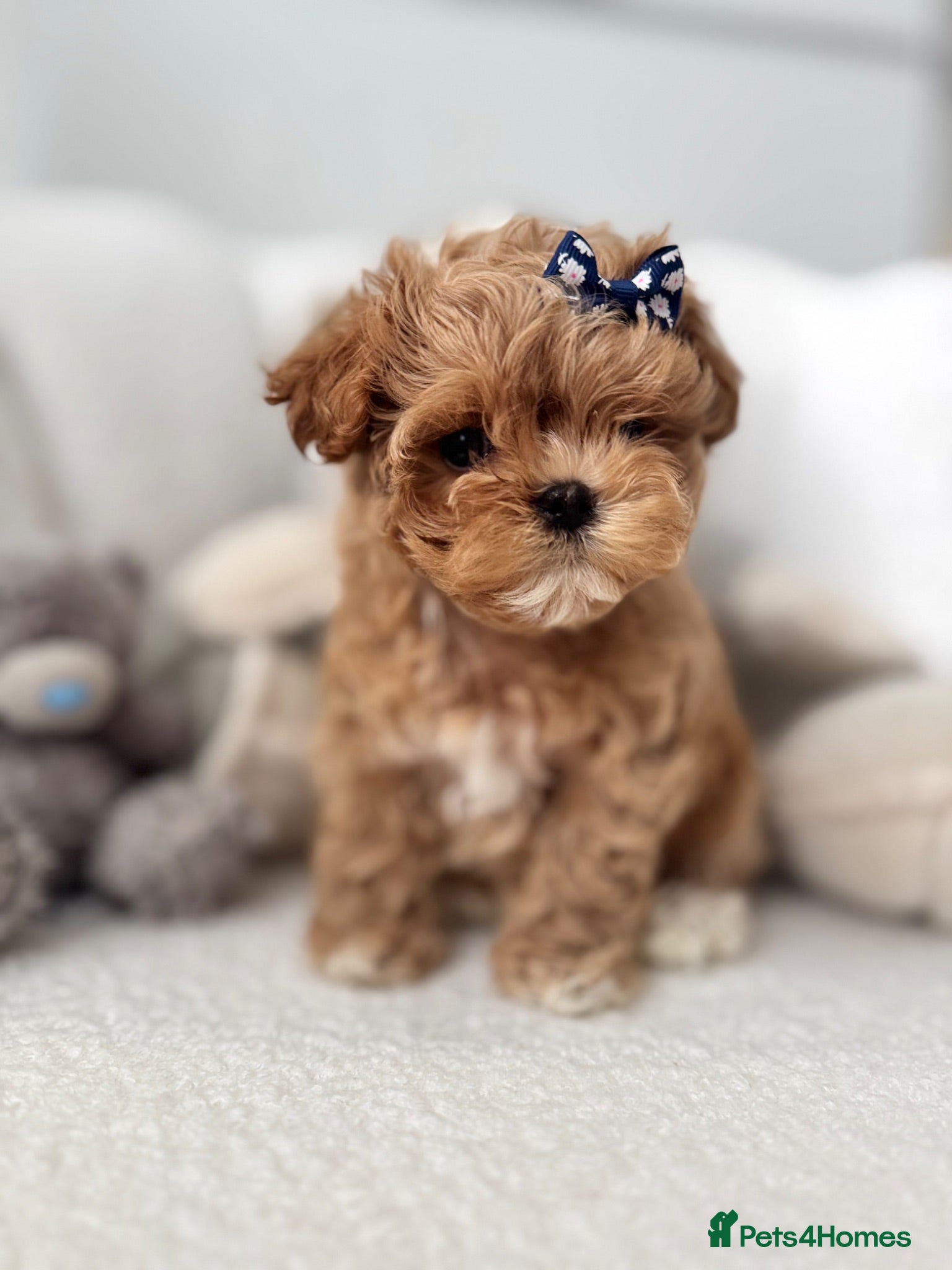 Maltipoo dogs 🧸True Tiny Asian Maltipoo Puppies DNA Clear🧸 - Advert 1