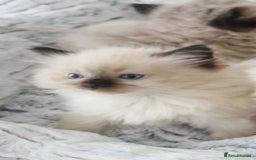 Ragdoll cats for sale: INDOOR FULL PEDIGREE RAGDOLL KITTENS - Image 33