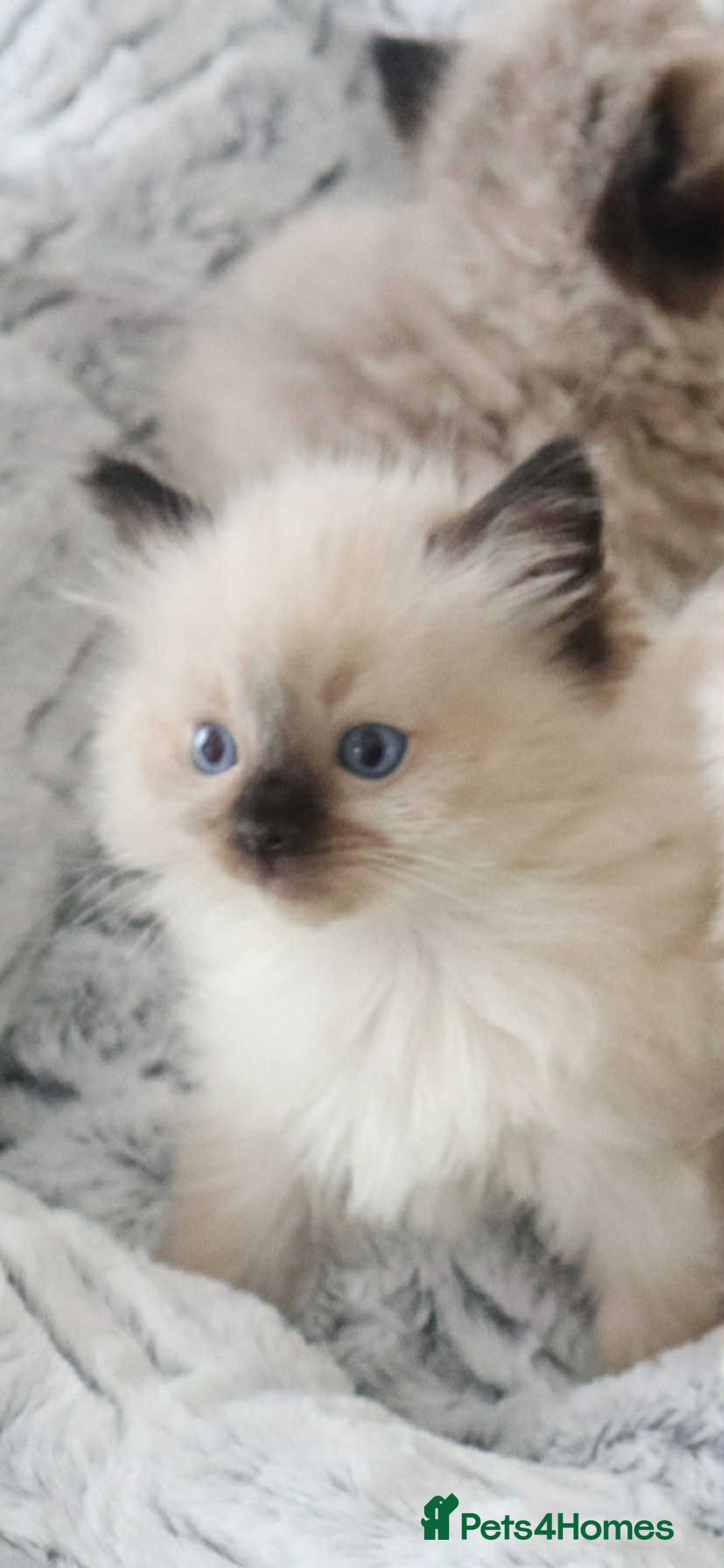 Ragdoll cats for sale: INDOOR FULL PEDIGREE RAGDOLL KITTENS - Image 33