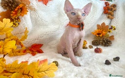 Sphynx cats for sale: 7 adorable Sphynx  looking for their forever home - Image 34