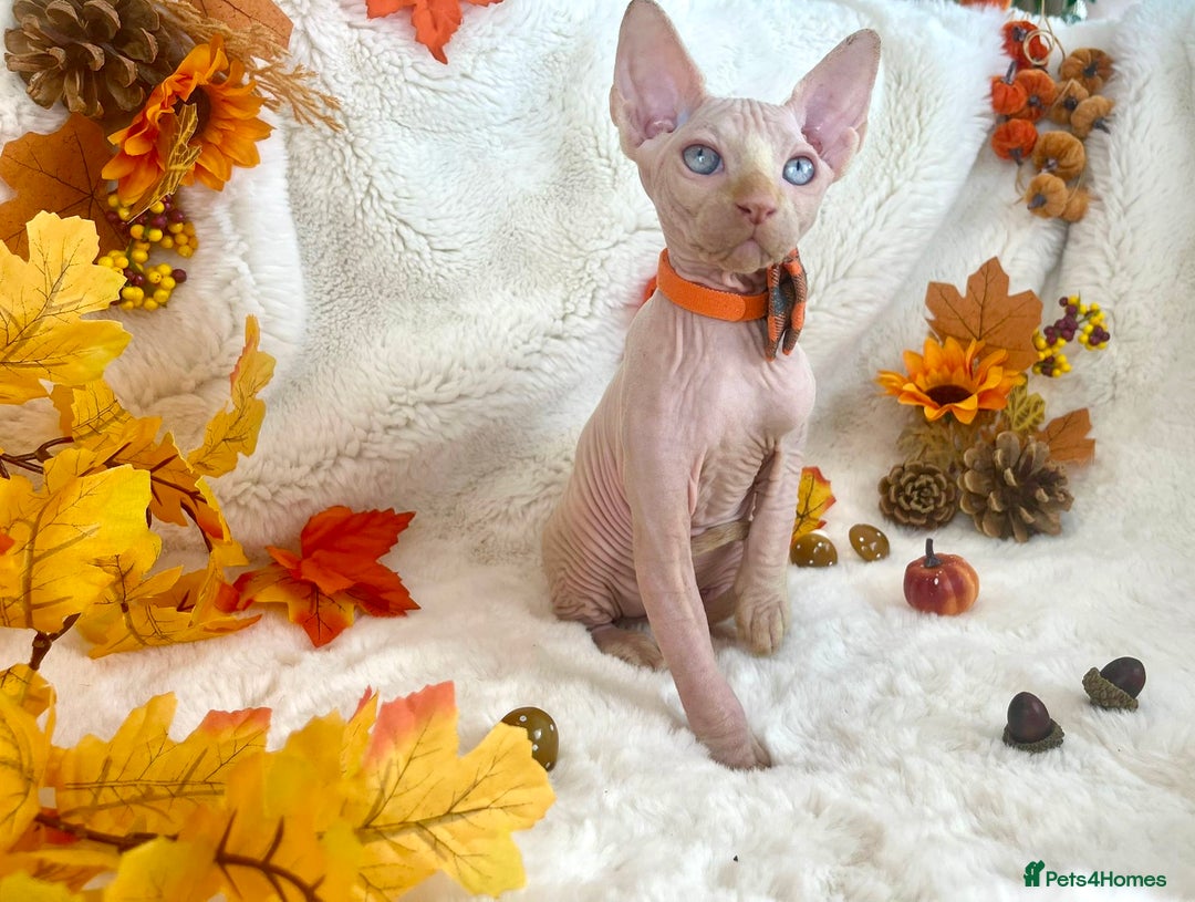 Sphynx cats for sale: 7 adorable Sphynx  looking for their forever home - Image 34