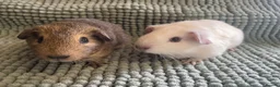 Guinea Pig rodents for sale: Adult Male Guinea pigs  - Advert 5