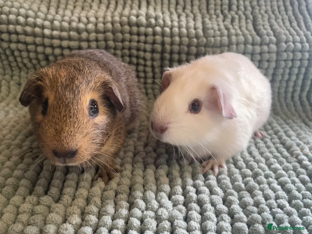 Guinea Pig rodents for sale: Adult Male Guinea pigs  - Advert 5