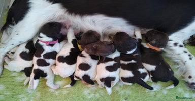 English Springer Spaniel dogs - Advert 14