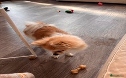 Chihuahua dogs for sale: Chihuahua for sale - Image 7