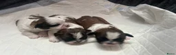 Shih Tzu dogs for sale: Shih Tzu  - Advert 2