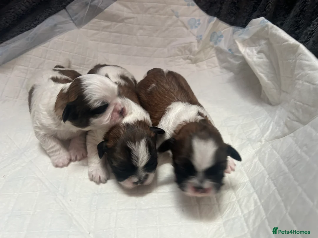 Shih Tzu dogs for sale: Shih Tzu  - Advert 2